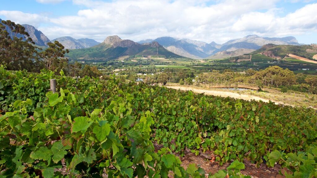 vineyards and mountains in Franschhoek