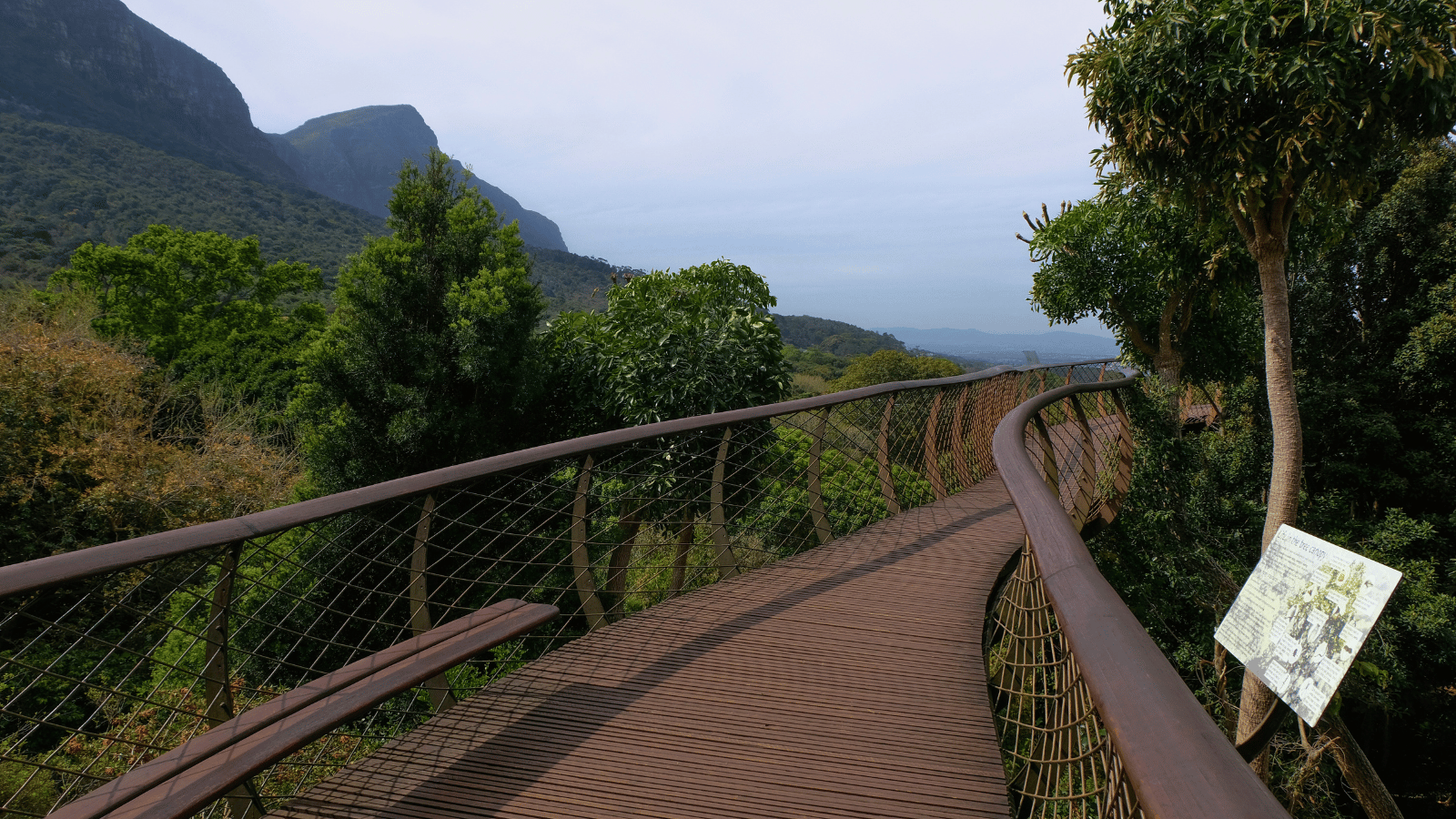 Boomslang walkway in the kirstenbosch national botanical gardens