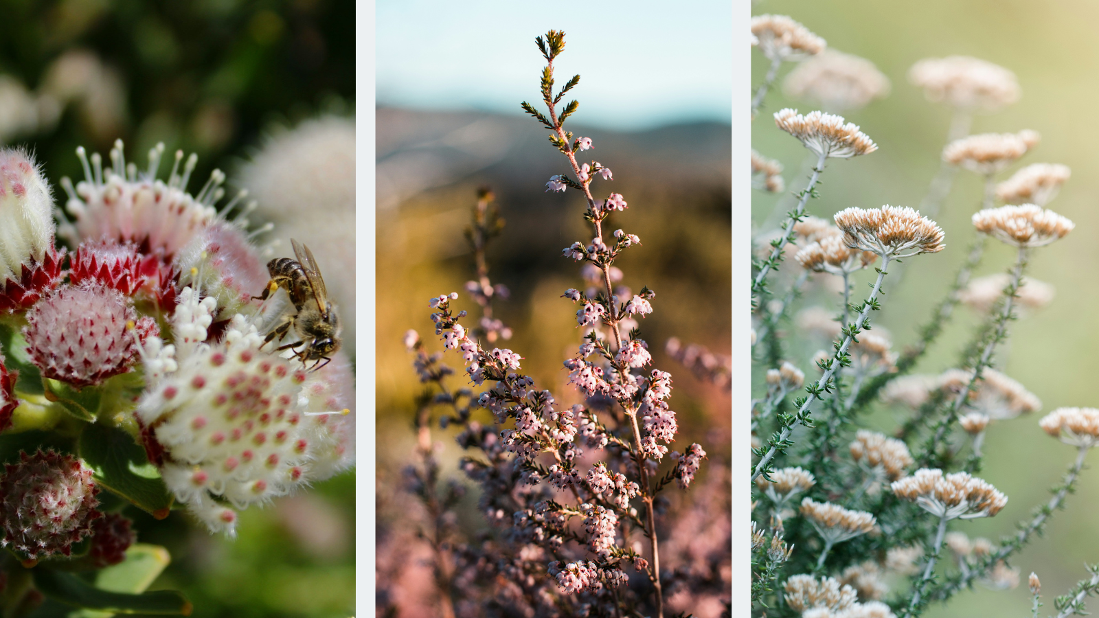 examples of fynbos