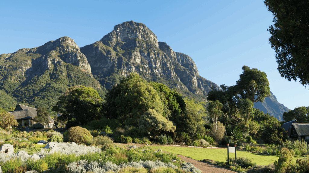 Kirstenbosch gardens