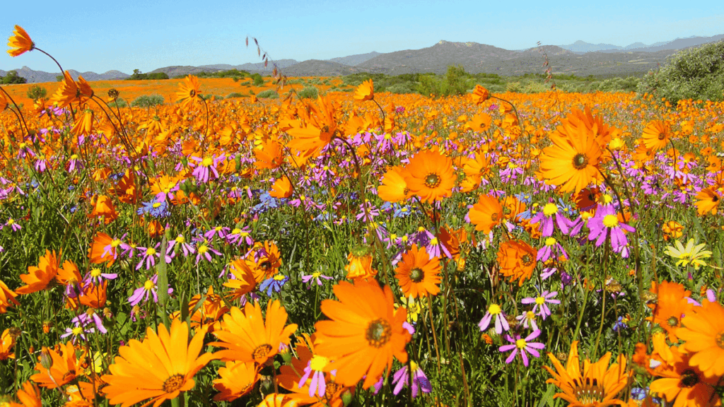 West Coast Wildflowers: When and Where to See South Africa’s Spring Bloom