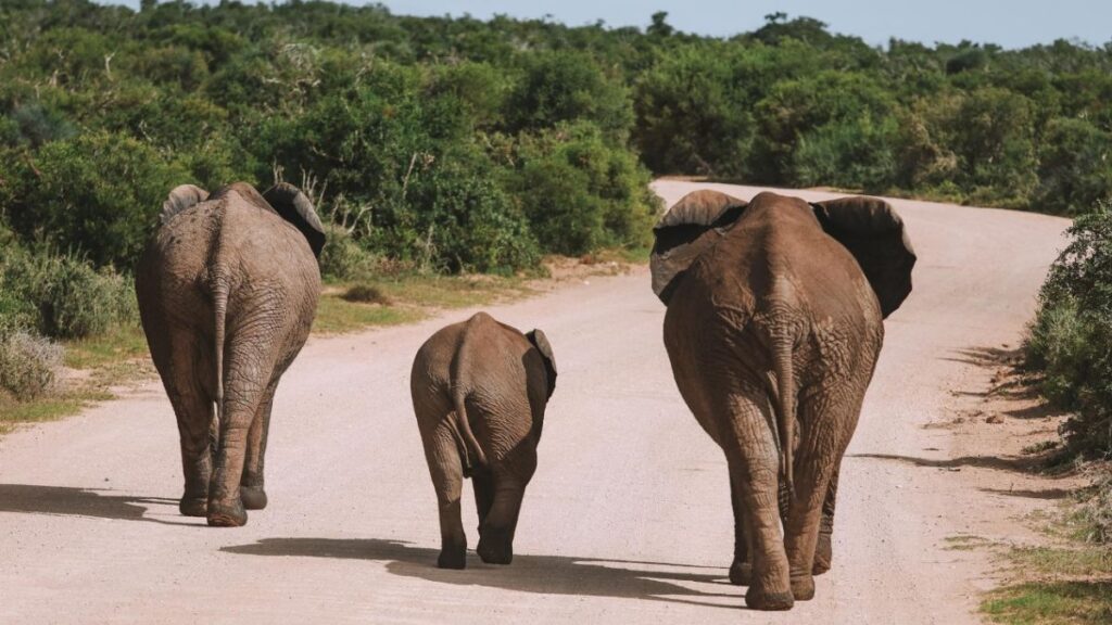 Discover the Wonders of Addo Elephant National Park