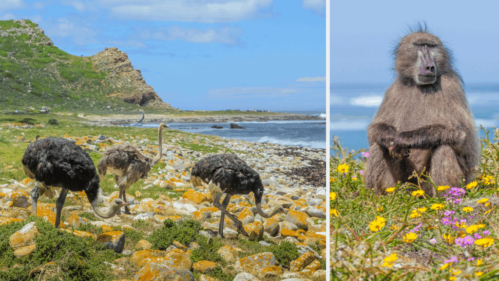 Exploring Cape Point, Cape of Good Hope: What to See and Do