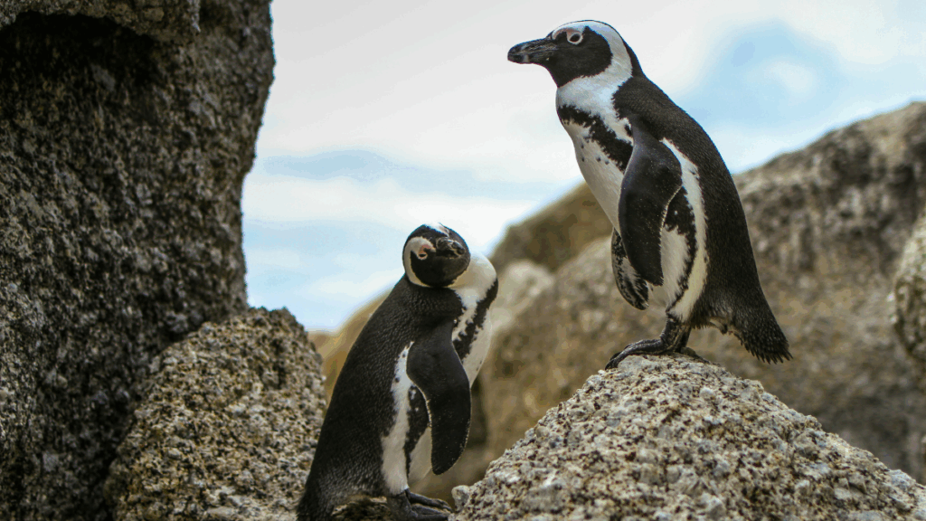 African penguin conservation