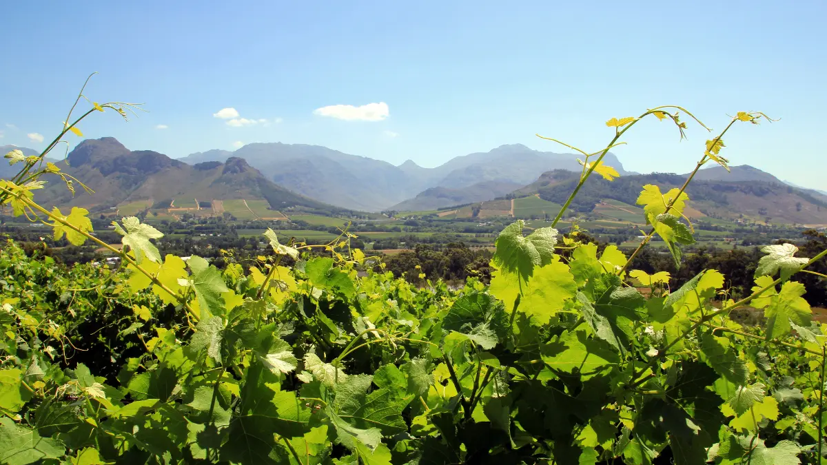 vineyards with mountains in the background