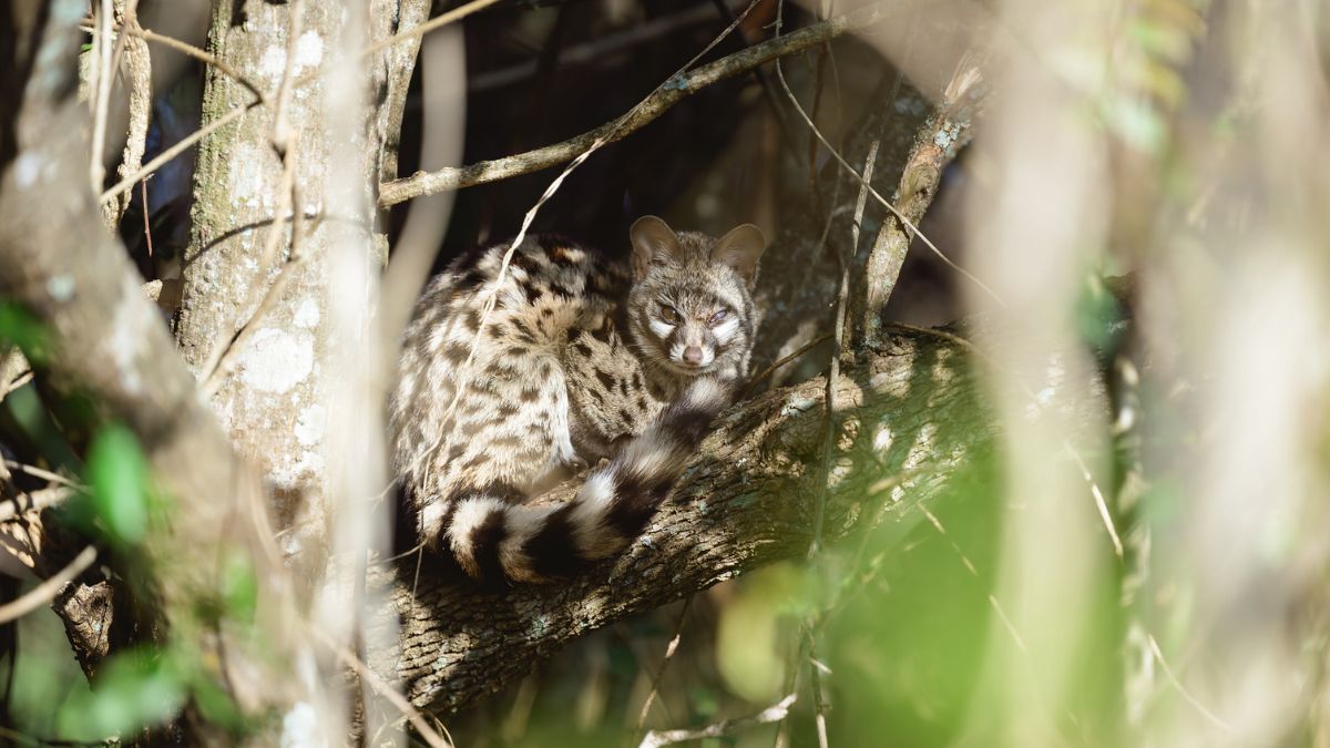 a spotted genet curled up in the thicket