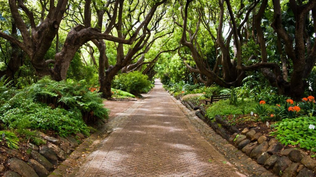 a shaded walkway though large trees