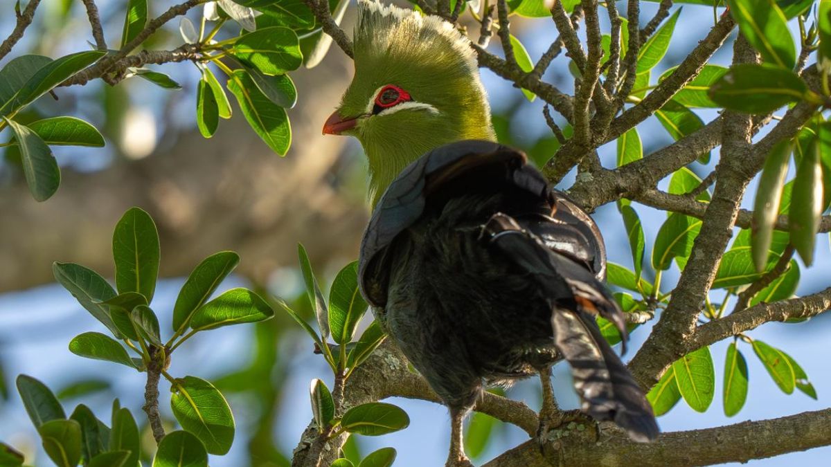 image of a colourful bird